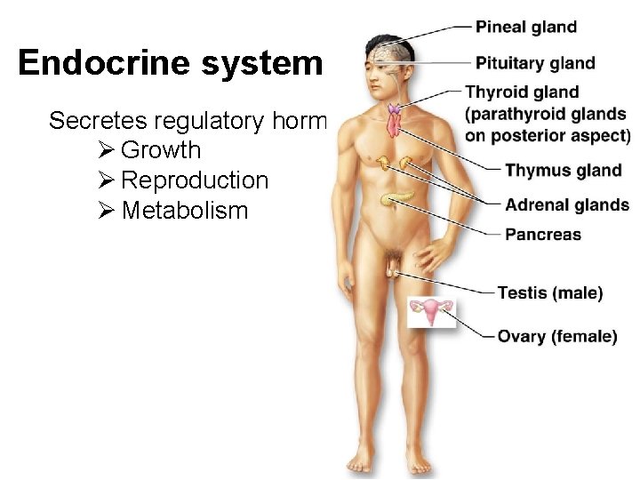 Endocrine system Secretes regulatory hormones Ø Growth Ø Reproduction Ø Metabolism 