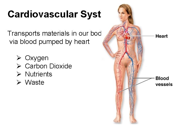 Cardiovascular System Transports materials in our body via blood pumped by heart Ø Ø