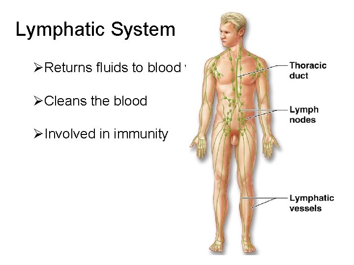 Lymphatic System ØReturns fluids to blood vessels ØCleans the blood ØInvolved in immunity 