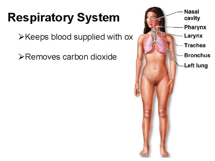 Respiratory System ØKeeps blood supplied with oxygen ØRemoves carbon dioxide 