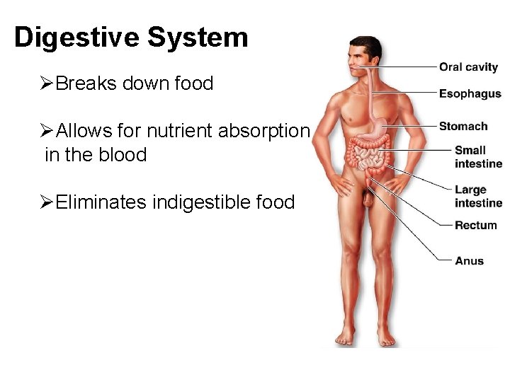 Digestive System ØBreaks down food ØAllows for nutrient absorption in the blood ØEliminates indigestible