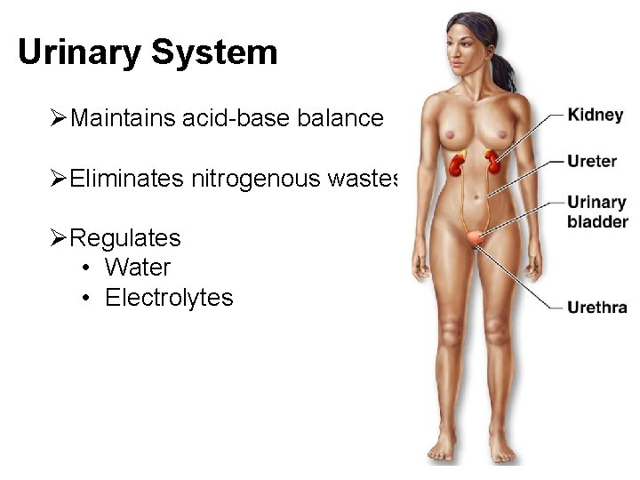 Urinary System ØMaintains acid-base balance ØEliminates nitrogenous wastes ØRegulates • Water • Electrolytes 