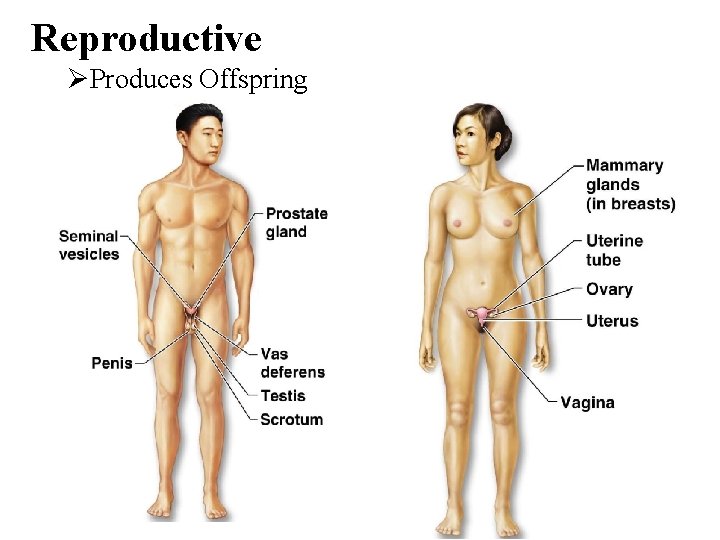 Reproductive ØProduces Offspring 