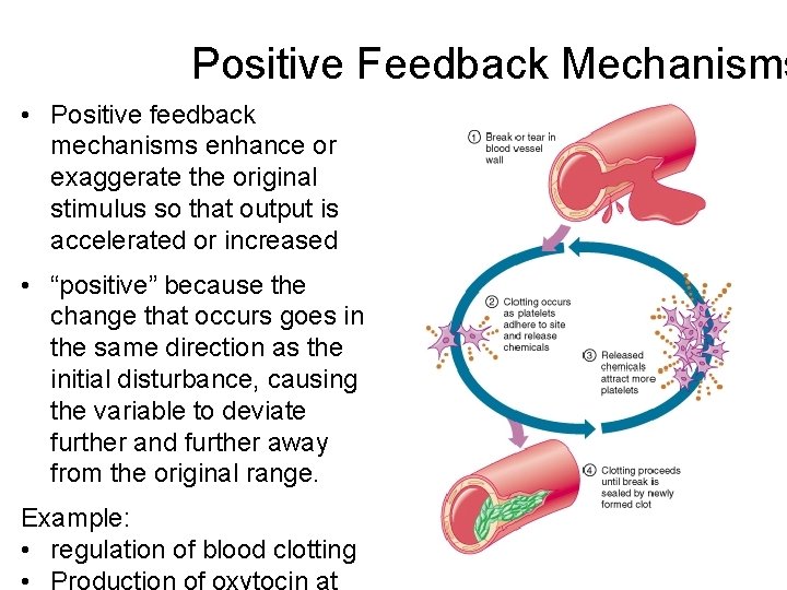 Positive Feedback Mechanisms • Positive feedback mechanisms enhance or exaggerate the original stimulus so