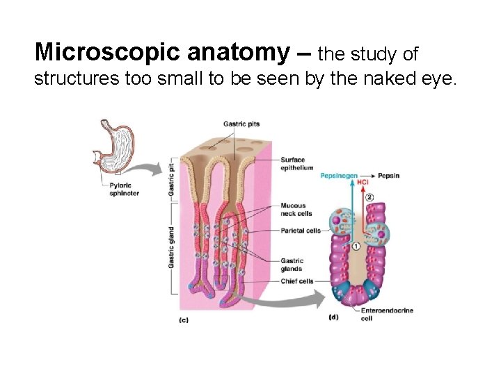 Microscopic anatomy – the study of structures too small to be seen by the