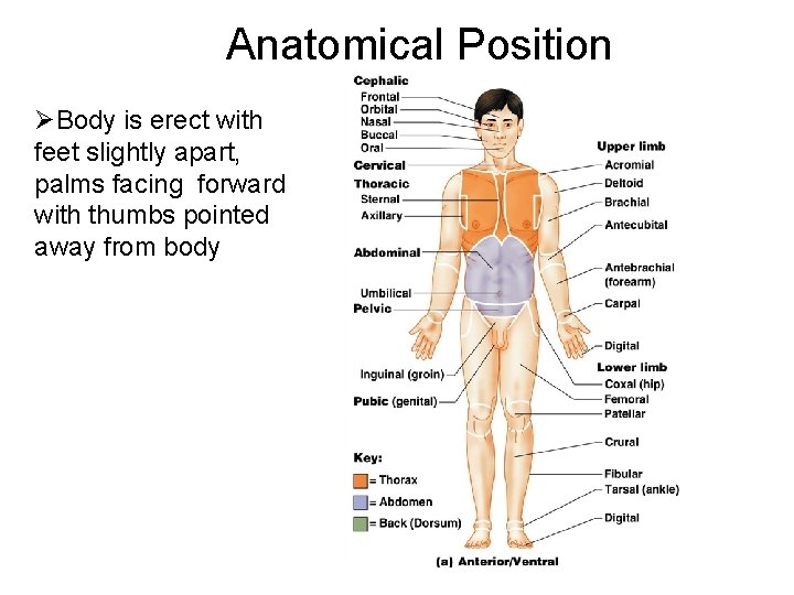 Anatomical Position ØBody is erect with feet slightly apart, palms facing forward with thumbs