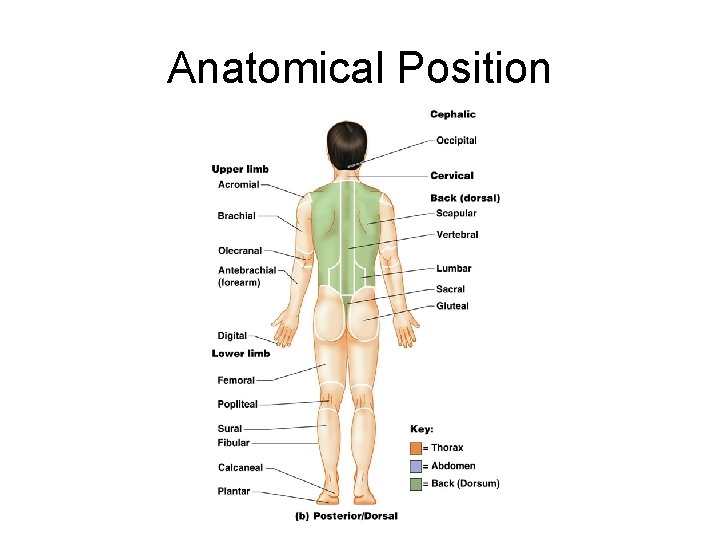 Anatomical Position 