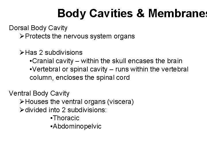 Body Cavities & Membranes Dorsal Body Cavity ØProtects the nervous system organs ØHas 2