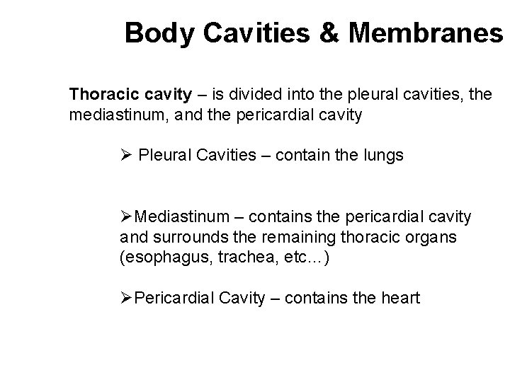 Body Cavities & Membranes Thoracic cavity – is divided into the pleural cavities, the