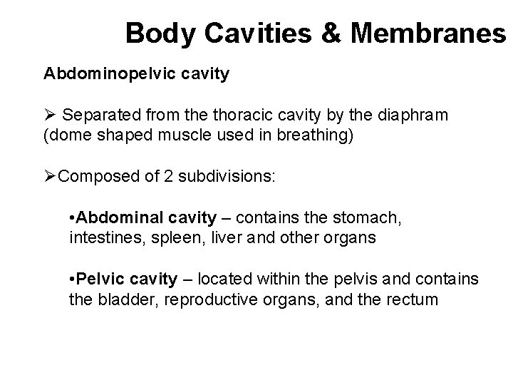Body Cavities & Membranes Abdominopelvic cavity Ø Separated from the thoracic cavity by the