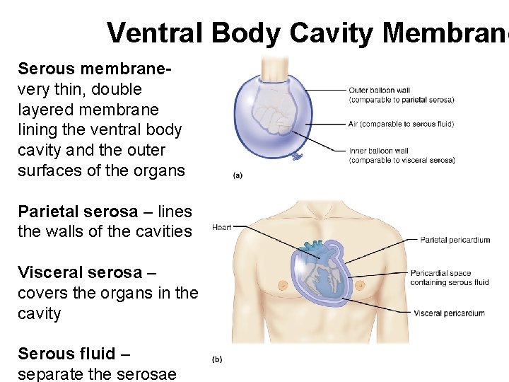 Ventral Body Cavity Membrane Serous membranevery thin, double layered membrane lining the ventral body