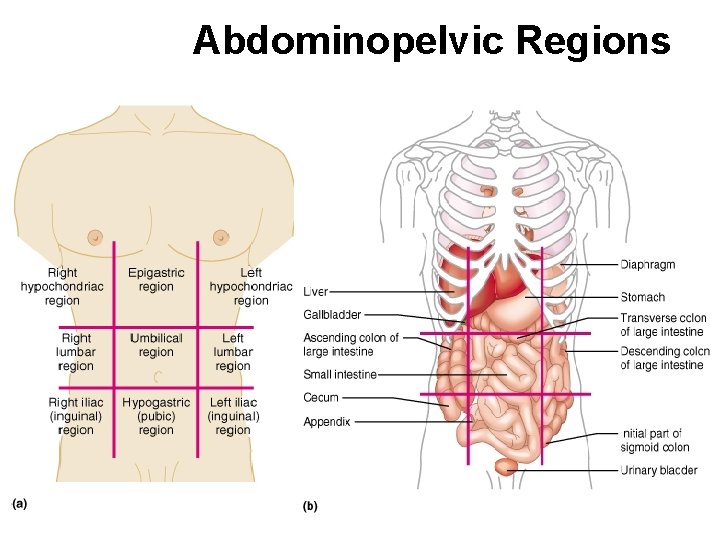 Abdominopelvic Regions 