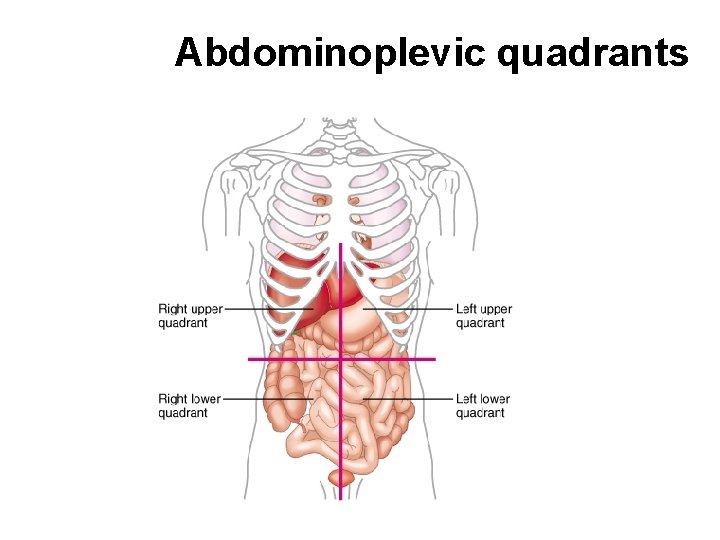 Abdominoplevic quadrants 