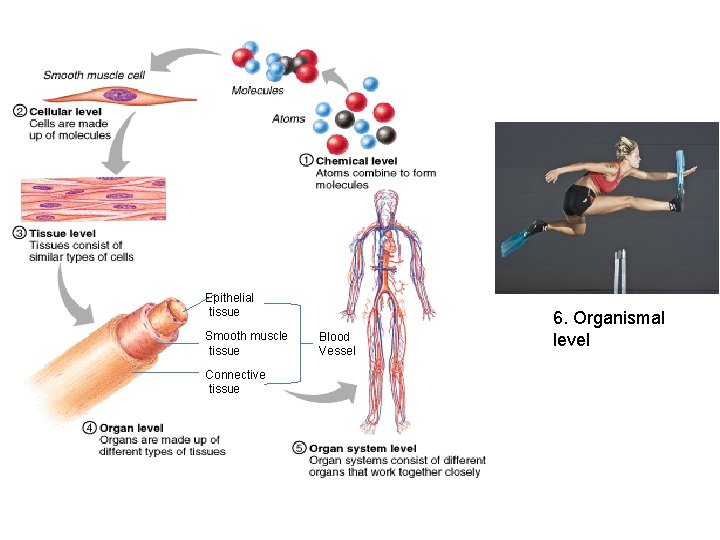 Epithelial tissue Smooth muscle tissue Connective tissue Blood Vessel 6. Organismal level 