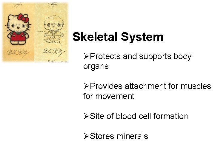 Skeletal System ØProtects and supports body organs ØProvides attachment for muscles for movement ØSite