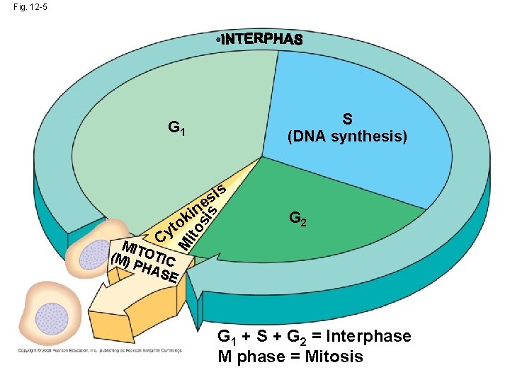 Fig. 12 -5 S (DNA synthesis) G 1 is s e in G 2 Fig. 12 -5 S (DNA synthesis) G 1 is s e in G 2