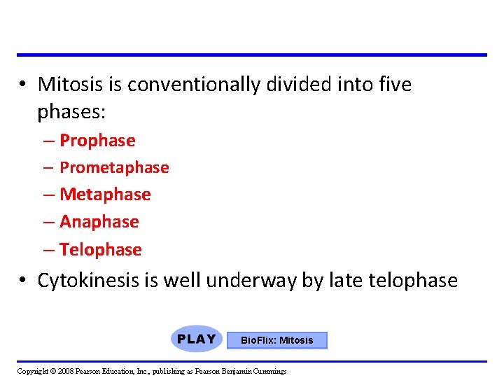 • Mitosis is conventionally divided into five phases: – Prophase – Prometaphase – • Mitosis is conventionally divided into five phases: – Prophase – Prometaphase –