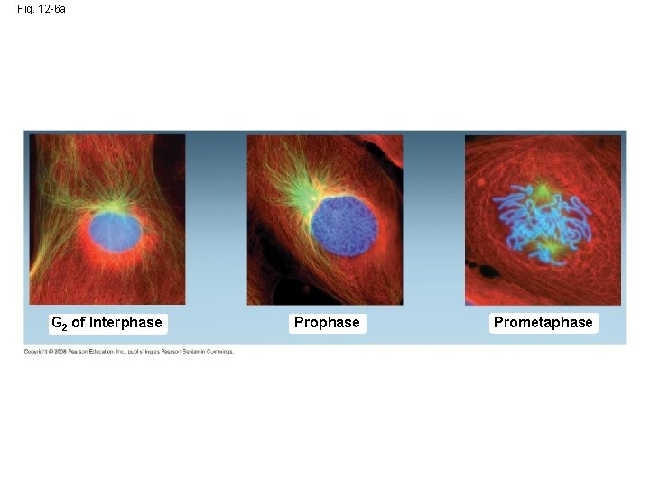 Fig. 12 -6 a G 2 of Interphase Prometaphase Fig. 12 -6 a G 2 of Interphase Prometaphase