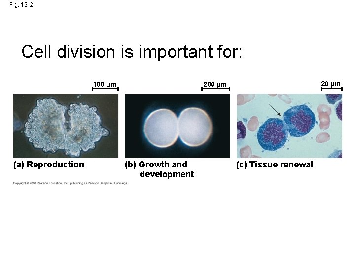 Fig. 12 -2 Cell division is important for: 100 µm (a) Reproduction 20 µm Fig. 12 -2 Cell division is important for: 100 µm (a) Reproduction 20 µm