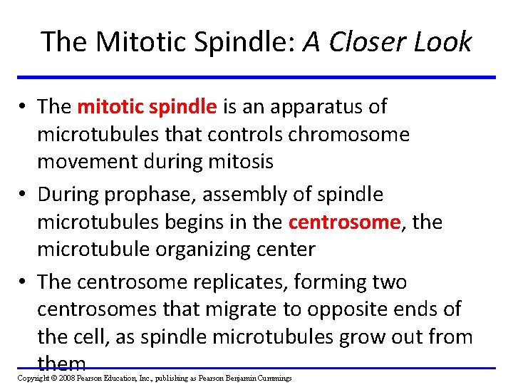 The Mitotic Spindle: A Closer Look • The mitotic spindle is an apparatus of The Mitotic Spindle: A Closer Look • The mitotic spindle is an apparatus of