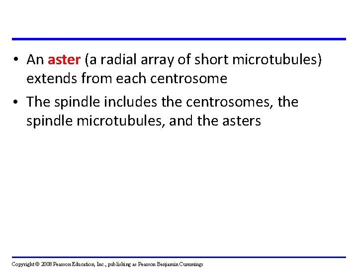 • An aster (a radial array of short microtubules) extends from each centrosome • An aster (a radial array of short microtubules) extends from each centrosome