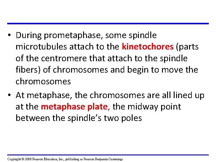 • During prometaphase, some spindle microtubules attach to the kinetochores (parts of the • During prometaphase, some spindle microtubules attach to the kinetochores (parts of the