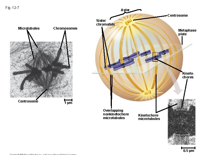Fig. 12 -7 Aster Centrosome Sister chromatids Microtubules Chromosomes Metaphase plate Kinetochores Centrosome 1 Fig. 12 -7 Aster Centrosome Sister chromatids Microtubules Chromosomes Metaphase plate Kinetochores Centrosome 1