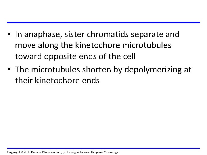 • In anaphase, sister chromatids separate and move along the kinetochore microtubules toward • In anaphase, sister chromatids separate and move along the kinetochore microtubules toward