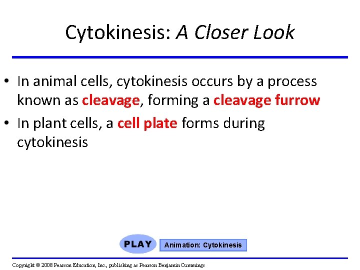 Cytokinesis: A Closer Look • In animal cells, cytokinesis occurs by a process known Cytokinesis: A Closer Look • In animal cells, cytokinesis occurs by a process known
