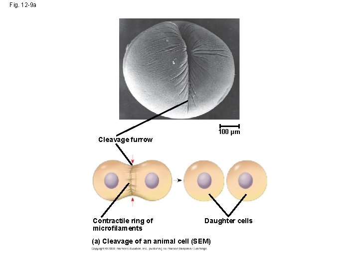 Fig. 12 -9 a 100 µm Cleavage furrow Contractile ring of microfilaments Daughter cells Fig. 12 -9 a 100 µm Cleavage furrow Contractile ring of microfilaments Daughter cells