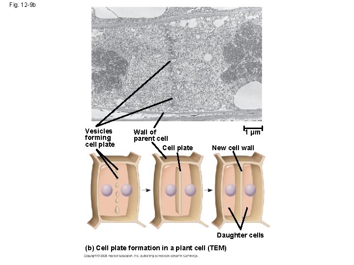 Fig. 12 -9 b Vesicles forming cell plate Wall of parent cell Cell plate Fig. 12 -9 b Vesicles forming cell plate Wall of parent cell Cell plate