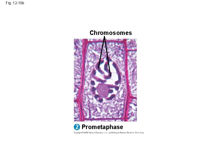 Fig. 12 -10 b Chromosomes 2 Prometaphase Fig. 12 -10 b Chromosomes 2 Prometaphase