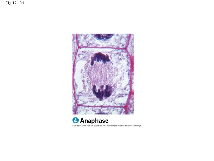 Fig. 12 -10 d 4 Anaphase Fig. 12 -10 d 4 Anaphase