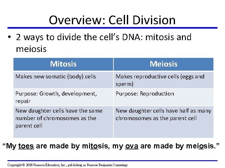 Overview: Cell Division • 2 ways to divide the cell’s DNA: mitosis and meiosis Overview: Cell Division • 2 ways to divide the cell’s DNA: mitosis and meiosis