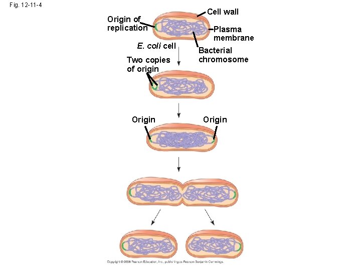 Fig. 12 -11 -4 Origin of replication E. coli cell Two copies of origin Fig. 12 -11 -4 Origin of replication E. coli cell Two copies of origin