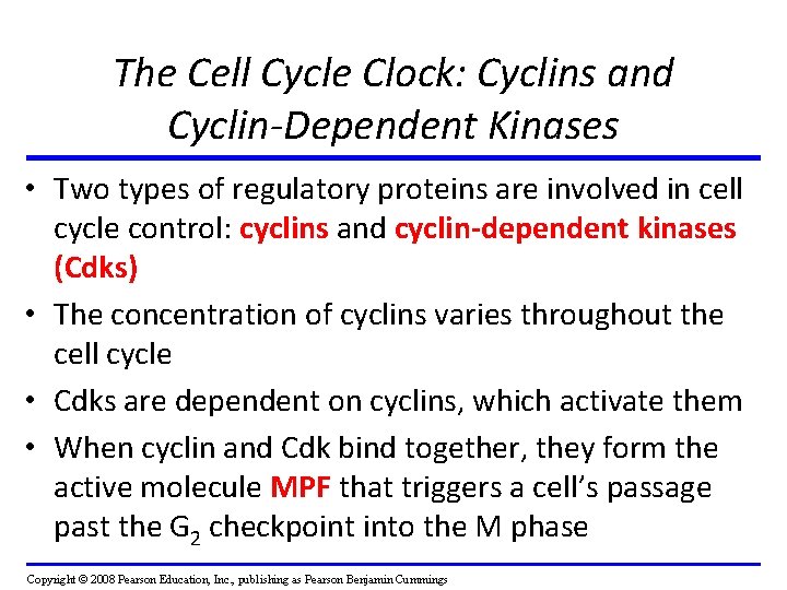 The Cell Cycle Clock: Cyclins and Cyclin-Dependent Kinases • Two types of regulatory proteins The Cell Cycle Clock: Cyclins and Cyclin-Dependent Kinases • Two types of regulatory proteins
