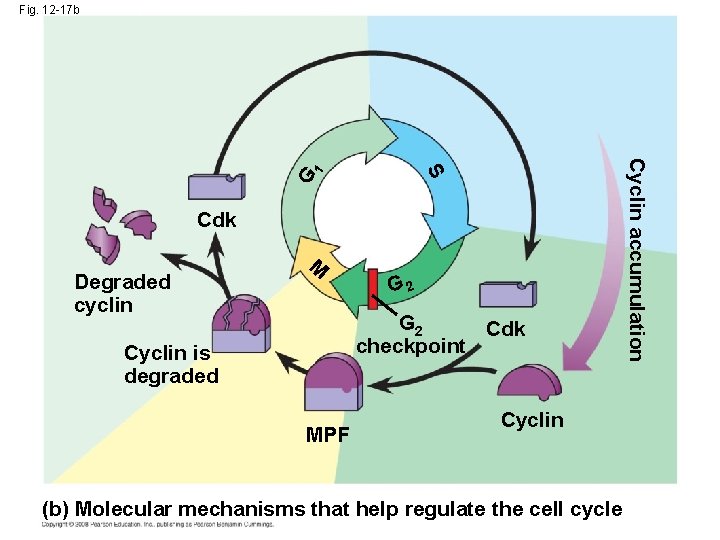 Fig. 12 -17 b 1 G Degraded cyclin M G 2 Cdk checkpoint Cyclin Fig. 12 -17 b 1 G Degraded cyclin M G 2 Cdk checkpoint Cyclin