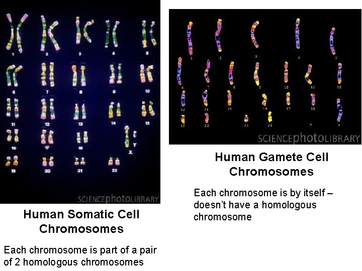 Human Gamete Cell Chromosomes Human Somatic Cell Chromosomes Each chromosome is part of a Human Gamete Cell Chromosomes Human Somatic Cell Chromosomes Each chromosome is part of a