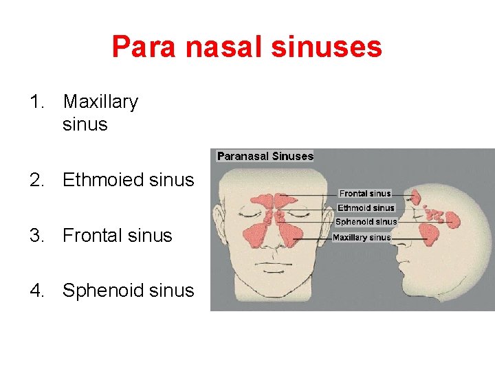 Para nasal sinuses 1. Maxillary sinus 2. Ethmoied sinus 3. Frontal sinus 4. Sphenoid