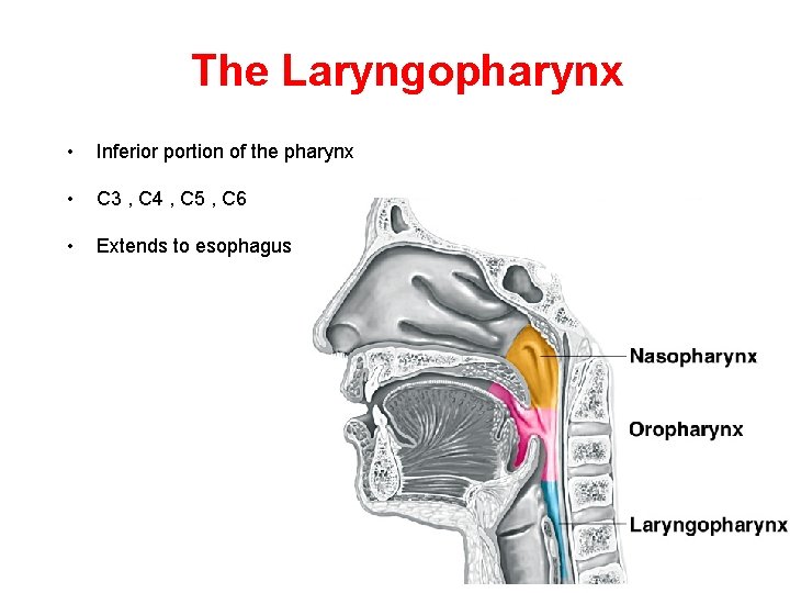 The Laryngopharynx • Inferior portion of the pharynx • C 3 , C 4