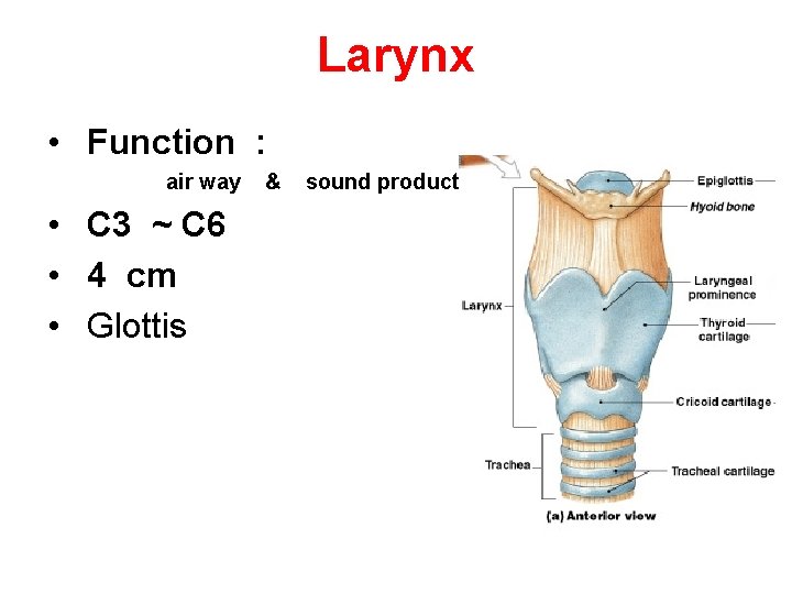 Larynx • Function : air way • C 3 ~ C 6 • 4