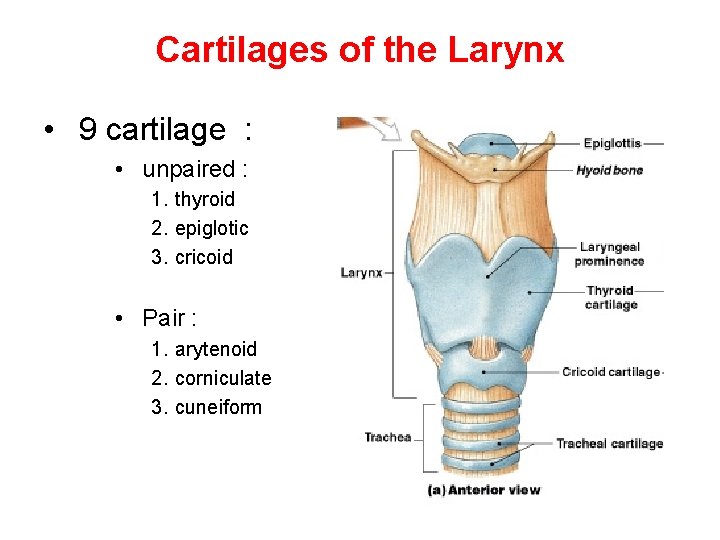 Cartilages of the Larynx • 9 cartilage : • unpaired : 1. thyroid 2.