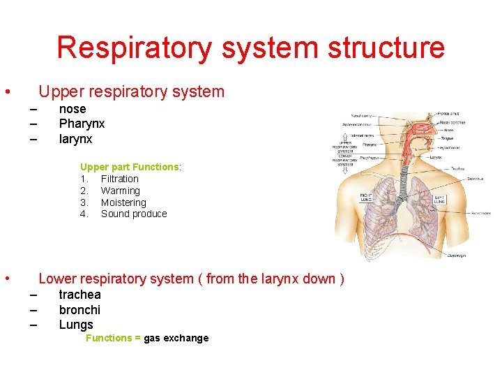 Respiratory system structure • Upper respiratory system – – – nose Pharynx larynx Upper