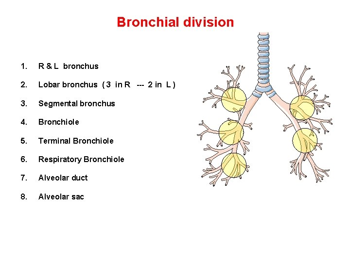 Bronchial division 1. R & L bronchus 2. Lobar bronchus ( 3 in R