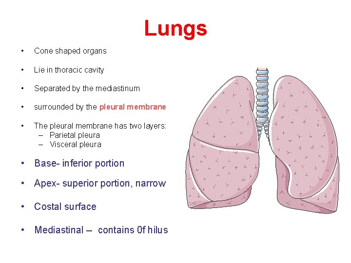 Lungs • Cone shaped organs • Lie in thoracic cavity • Separated by the