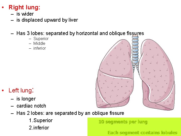  • Right lung: – is wider – is displaced upward by liver –