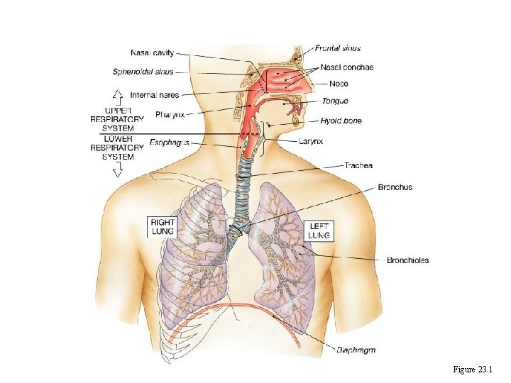 Figure 23. 1 