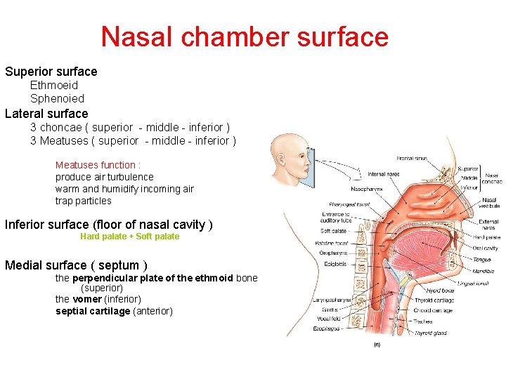 Nasal chamber surface Superior surface Ethmoeid Sphenoied Lateral surface 3 choncae ( superior -