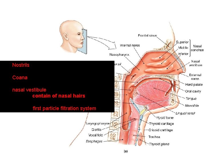 Nostrils Coana nasal vestibule contain of nasal hairs first particle filtration system 