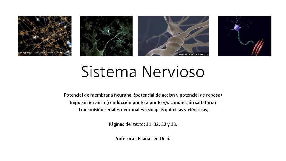 Sistema Nervioso Potencial de membrana neuronal (potencial de acción y potencial de reposo) Impulso